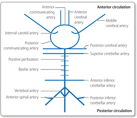 Circle Of Willis Mnemonic