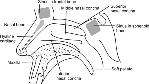 Nasal Cavity Diagram Pencil