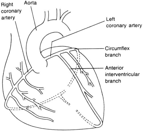 Coronary Circulation Schematic Diagram