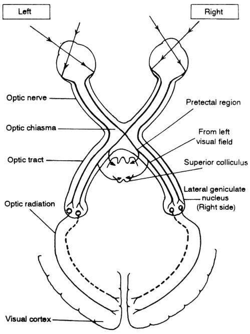 Optic Nerve Course Diagram