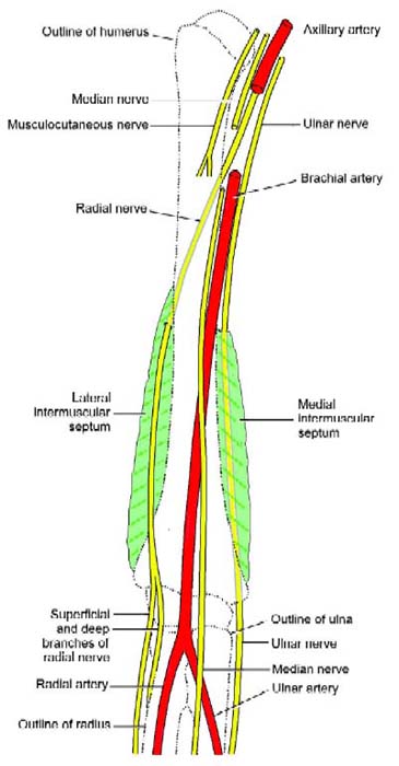 Figure 1 From Axillary Artery Brachial Artery Radial Artery Ulnar