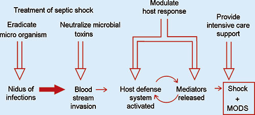 Pathogenesis Of Septic Shock Flowchart