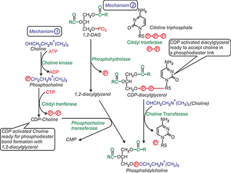Diphosphatidylglycerol Dpg