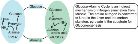 How Is Alanine Converted To Pyruvate