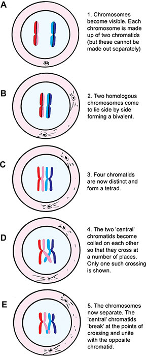Bivalent Chromosome Consists Of