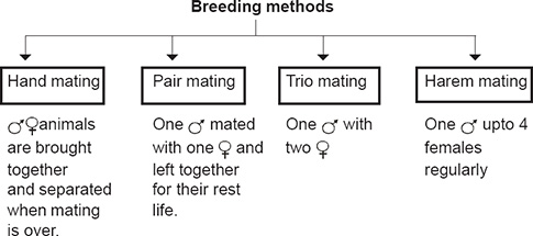 Selective Breeding Techniques