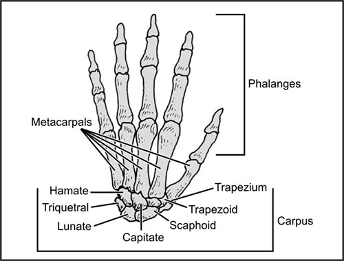 Left Hand Skeleton Diagram