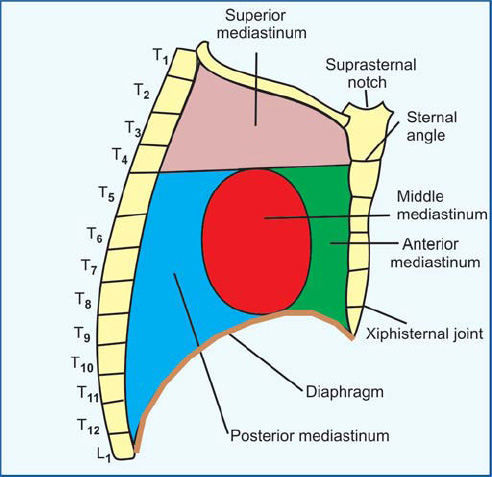 Superior And Inferior Mediastinum Boundaries