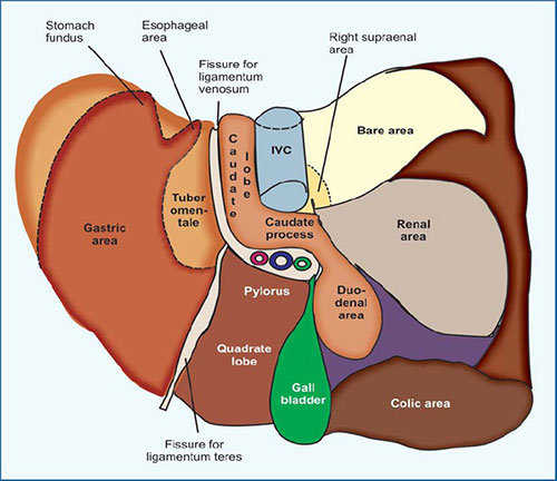 Visceral Surface Of Liver