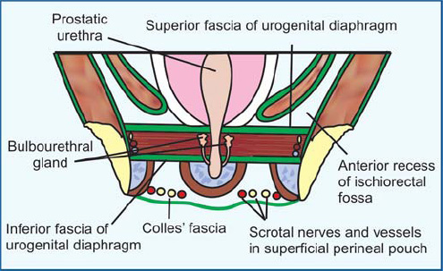 Female Urogenital Diaphragm