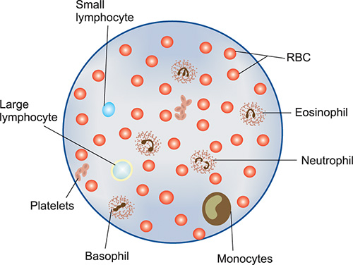 Basophil Diagram Labelled