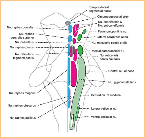 Ponto Medullary Reticular Formation
