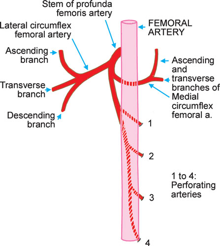 Medial Circumflex Femoral Artery Anatomy