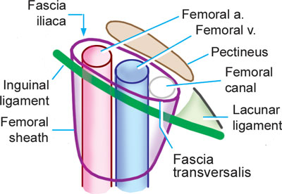 Femoral Ring Anatomy