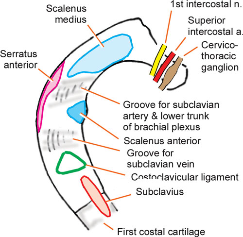 Diagram Of The Typical Rib