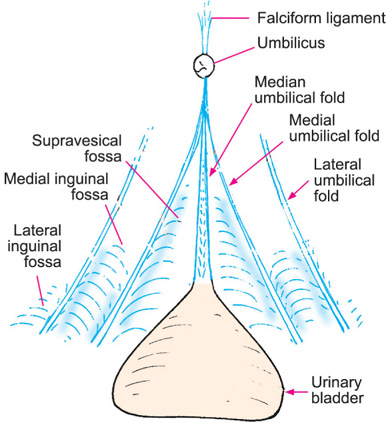 Gravidez Fossa Triangular