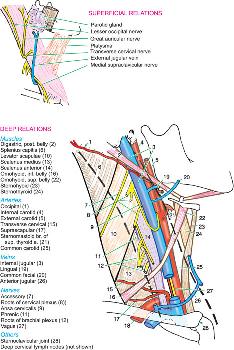 Sternocleidomastoid Muscle Nerve Supply