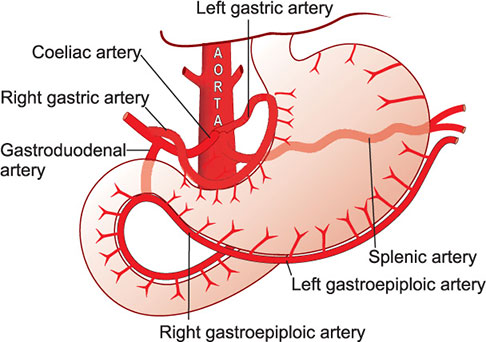 left gastric artery agenesia