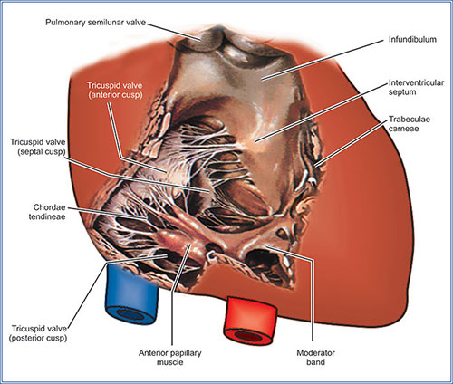 Are Trabeculae Carneae Muscles Are Trabeculae Carneae Muscles