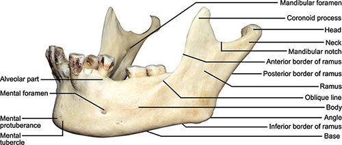 Coroonid Process Coronoid Process Skull Labeled