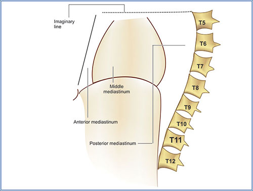 Superior And Inferior Mediastinum Boundaries