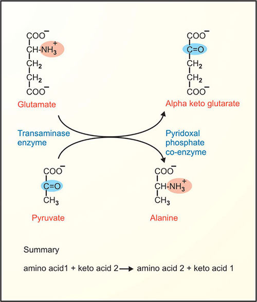 glutathione glutamate pyridoxine Glutathione, oxidized | CAS 27025-41-8 | SCBT JaypeeDigital | eBook Reader