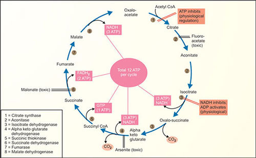 What Enzymes Regulate The Citric Acid Cycle
