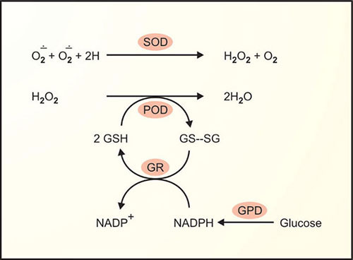 glutathione reductase antioxidant Protection Against Oxidative Stress and “IGF-I Deficiency Conditions” main image 1