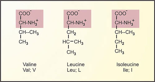 Aliphatic Amino Acids Examples