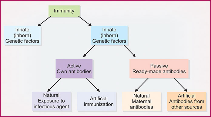 Types Of Immunity Innate And Acquired