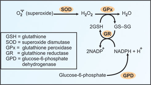 role of glutathione in rbc Skincare: The many benefits (and some side-effects) of glutathione |  Life-style News main image 0