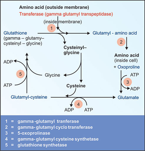 3 amino acids in glutathione Glutathione molecule. Molecular chemical structural formula and model of  tripeptide that made of the amino acids glutamate, cysteine, and glycine.  Ske Stock Vector Image & Art