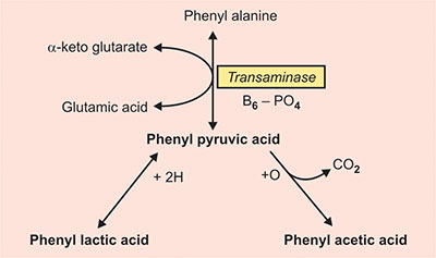 what does a glutathione iv do Glutathione: Biosynthesis, Functions and Biological Implications:  9781536147407: Medicine & Health Science Books @ Amazon.com
