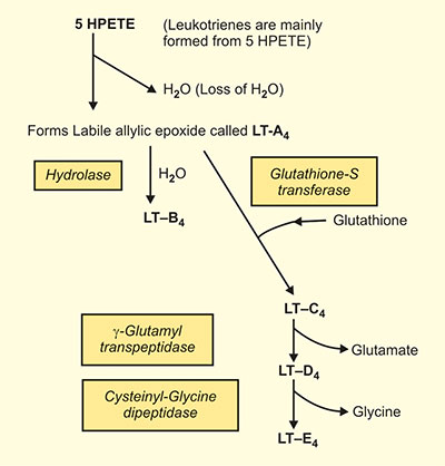 glutathione david sinclair Glutathione for Skin Brightening and Anti-Aging in Cosmetic Formulations main image 1