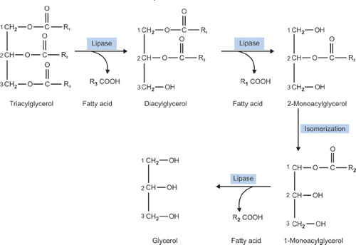substance c is most likely 1.lipase 2.sucrase Digestive enzymes  Science Learning Hub 15.3 Digestive System Processes 