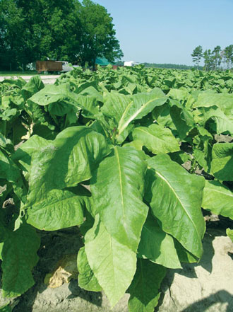 chutta tobacco JaypeeDigital