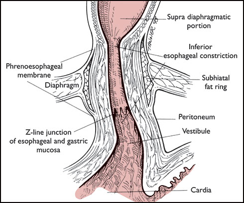Z Line Esophagus Anatomy