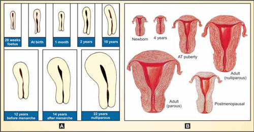 Developing Female Vaginal Development During Puberty Physical Changes That Occur During