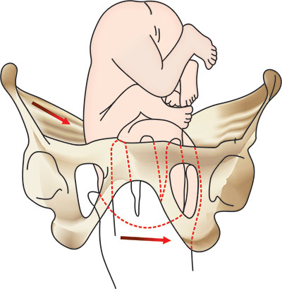 Ischial Spine Station