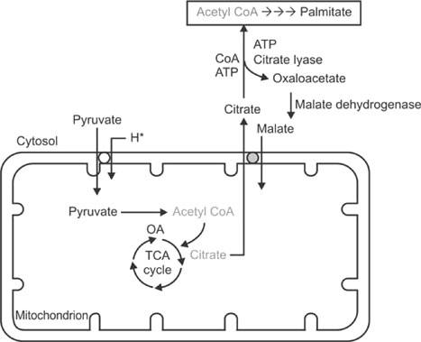 l carnitine dm Mitochondrial control of fuel switching via carnitine biosynthesis main image 0
