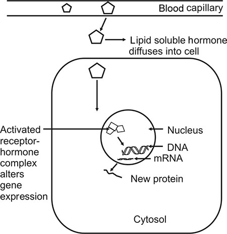 glutathione insulin transhydrogenase JaypeeDigital