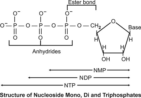 Structure Of Nucleoside Triphosphate