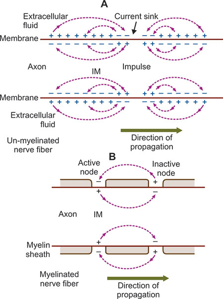 Action Potential Propagation In Myelinated And Unmyelinated Neurons