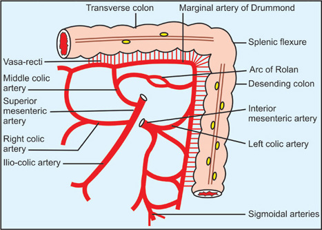 Marginal Artery Of Drummond Marginal Artery Of Drummond