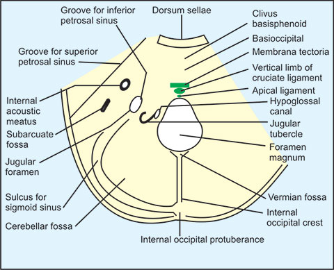 posterior cranial fossa