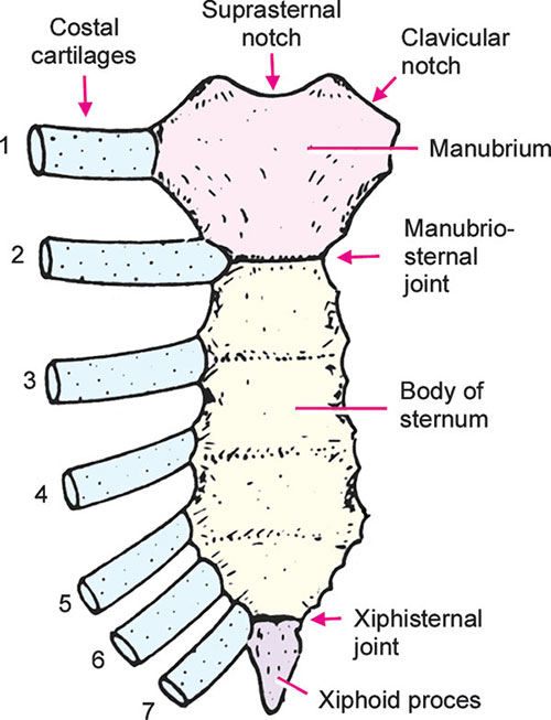 Clavicular Notch Anatomy