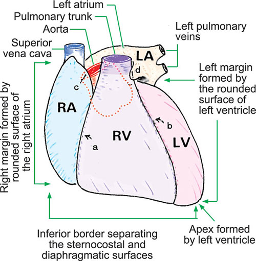 Borders Of Heart Anatomy