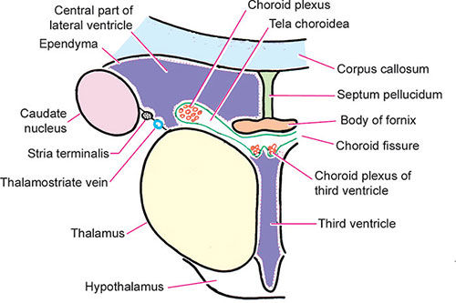 Choroid Plexus Gross Anatomy