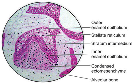 Stella Reticulum Stellate Reticulum Dentin Sialophosphoprotein Expression Profile In