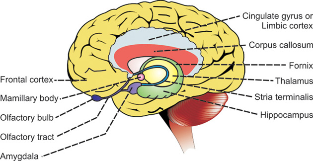 Limbic System Parts Ncert